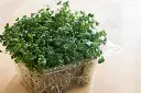 unsplash_xAcAajMIowQ_microgreens.webp
