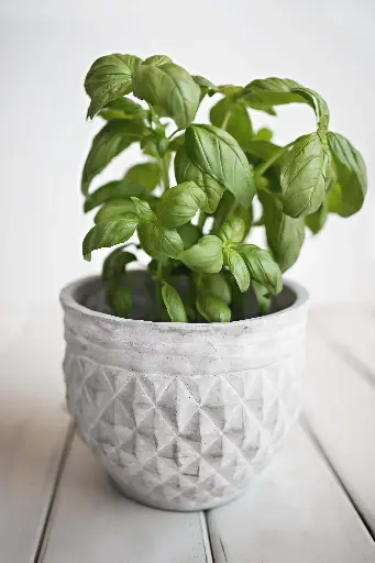 Albahaca fresca